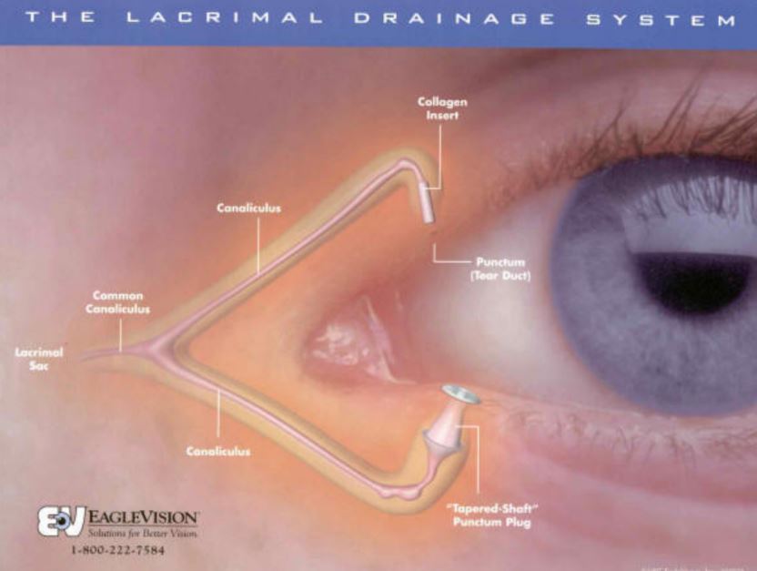 lacrimal drainage system